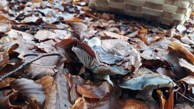 Mushroom foraging in the Ultzama Valley: 